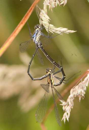 Austroargiolestes alpinus